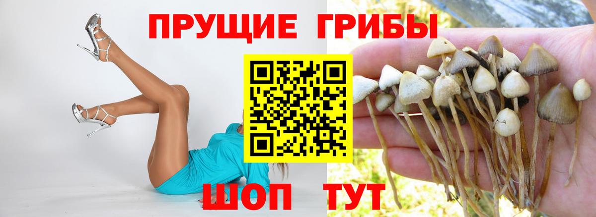 Галлюциногенные грибы Psilocybe Менделеевск